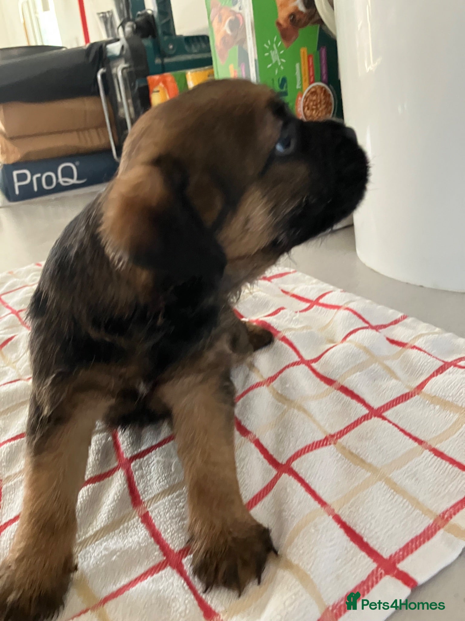 Border Terrier dogs K.C.registered border terriers - Advert 16