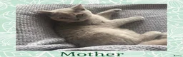 British Shorthair cats for sale: 🩷 British Shorthair Tabby Kittens *Ready Now* 💙 - Advert 5