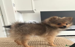 Pomeranian dogs for sale: Pomeranian puppy - Image 2