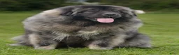 Caucasian Shepherd Dog dogs for stud: Caucasian shepherd Junior Champion for Stud - Advert 3