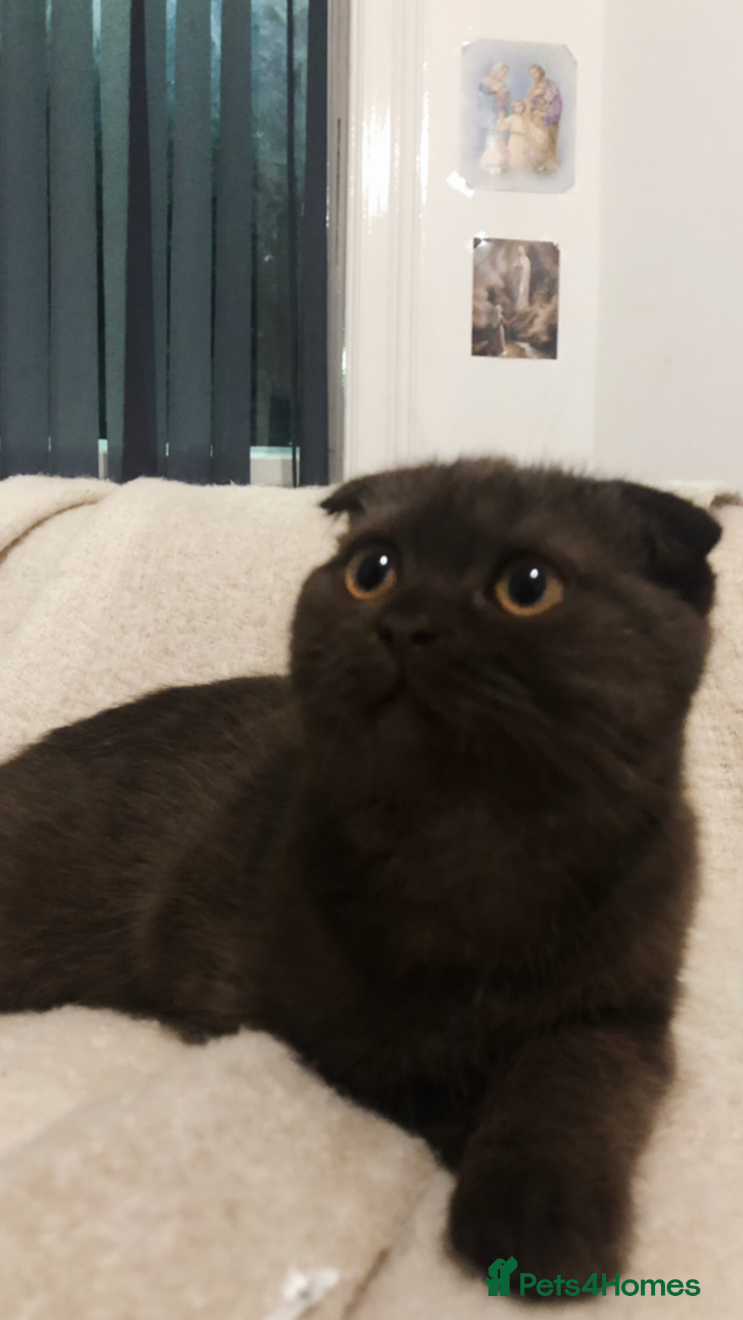 Scottish Fold cats for sale: 🐾 Rare Chocolate Beauty in Edinburgh 🏡 - Advert 13
