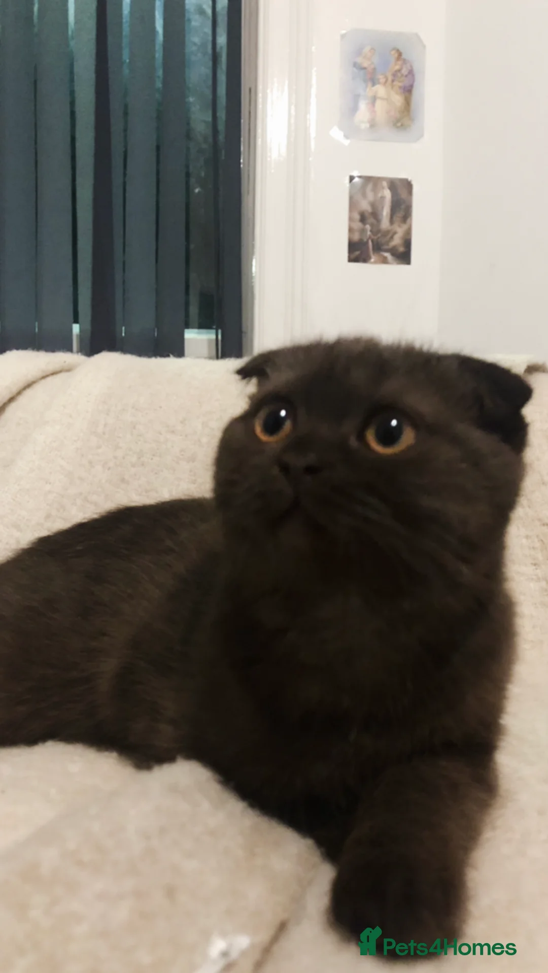 Scottish Fold cats for sale: 🐾 Rare Chocolate Beauty in Edinburgh 🏡 - Advert 13