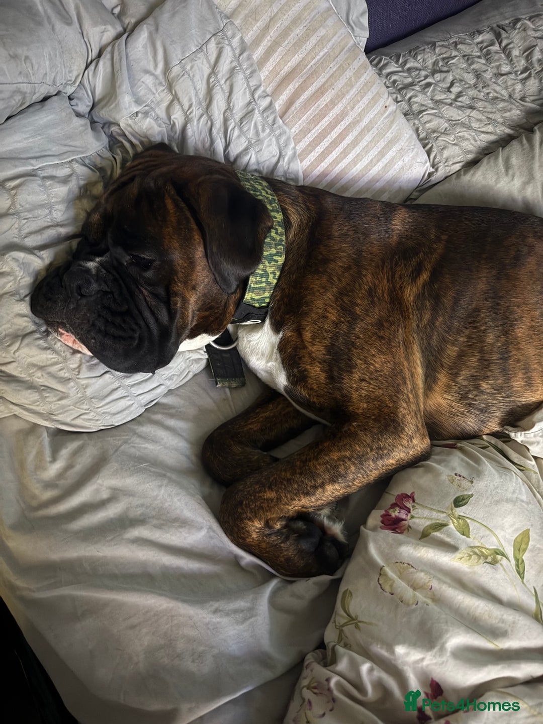 Boxer dogs for sale: Boxer champ bloodline male - Image 4