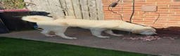 Central Asian Shepherd dogs for sale: Mrsmm - Advert 3