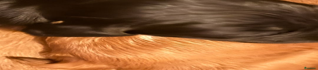 Cocker Spaniel Puppy 7