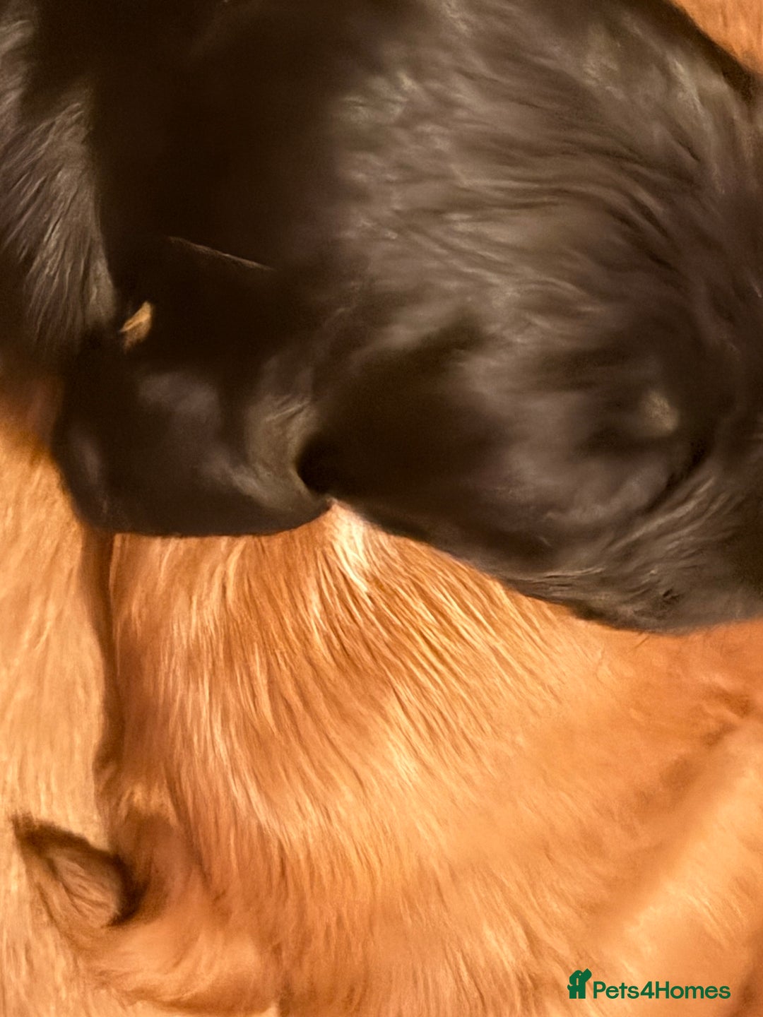 Cocker Spaniel dogs for sale: Working cocker spaniels  - Advert 8