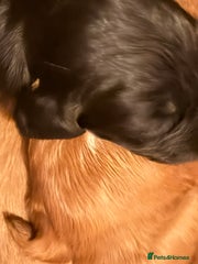 Cocker Spaniel Puppy 7