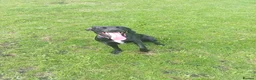 Springador dogs for sale: 18month female Springador  - Advert 2