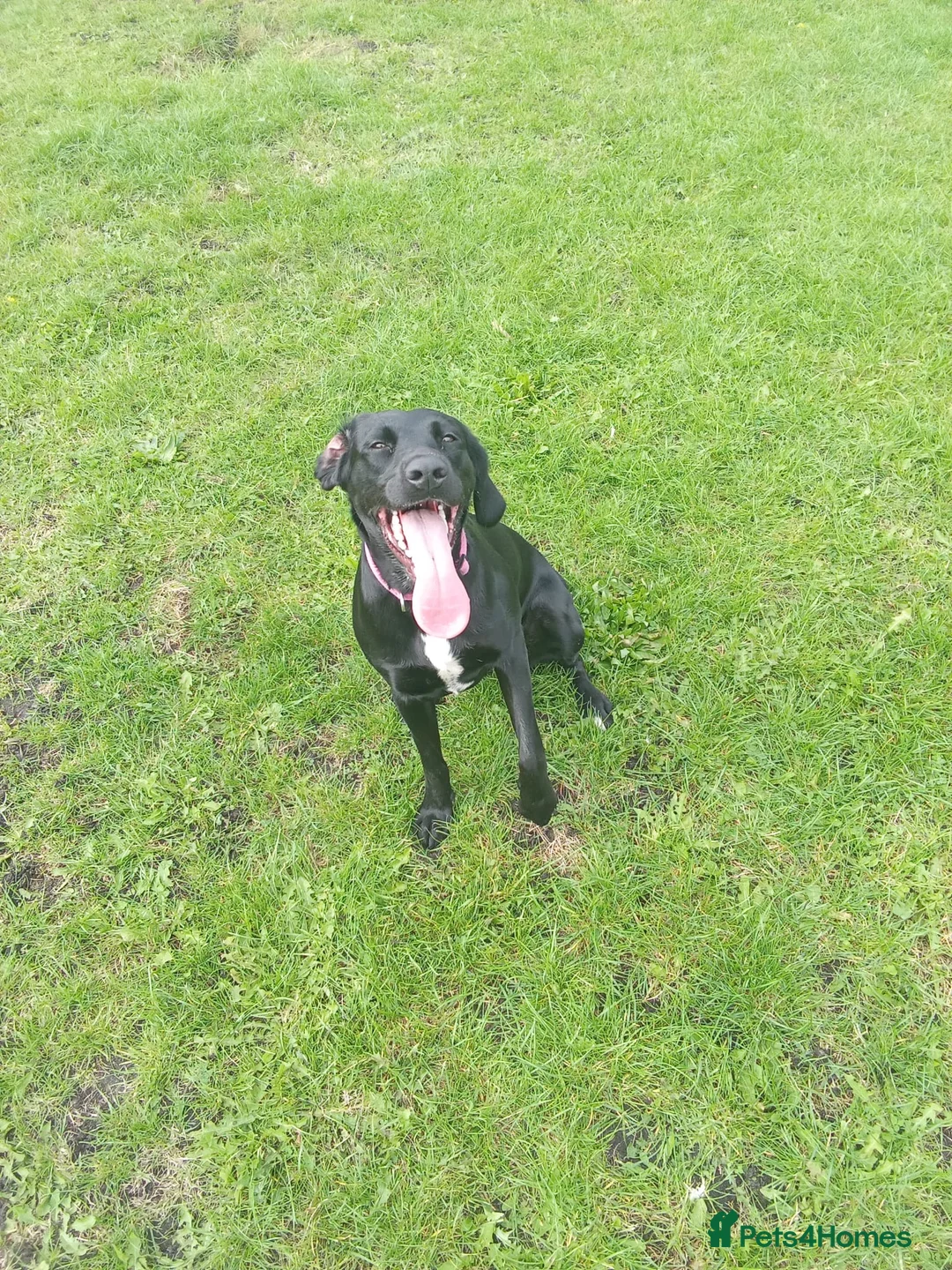 Springador dogs for sale: 18month female Springador  - Advert 2