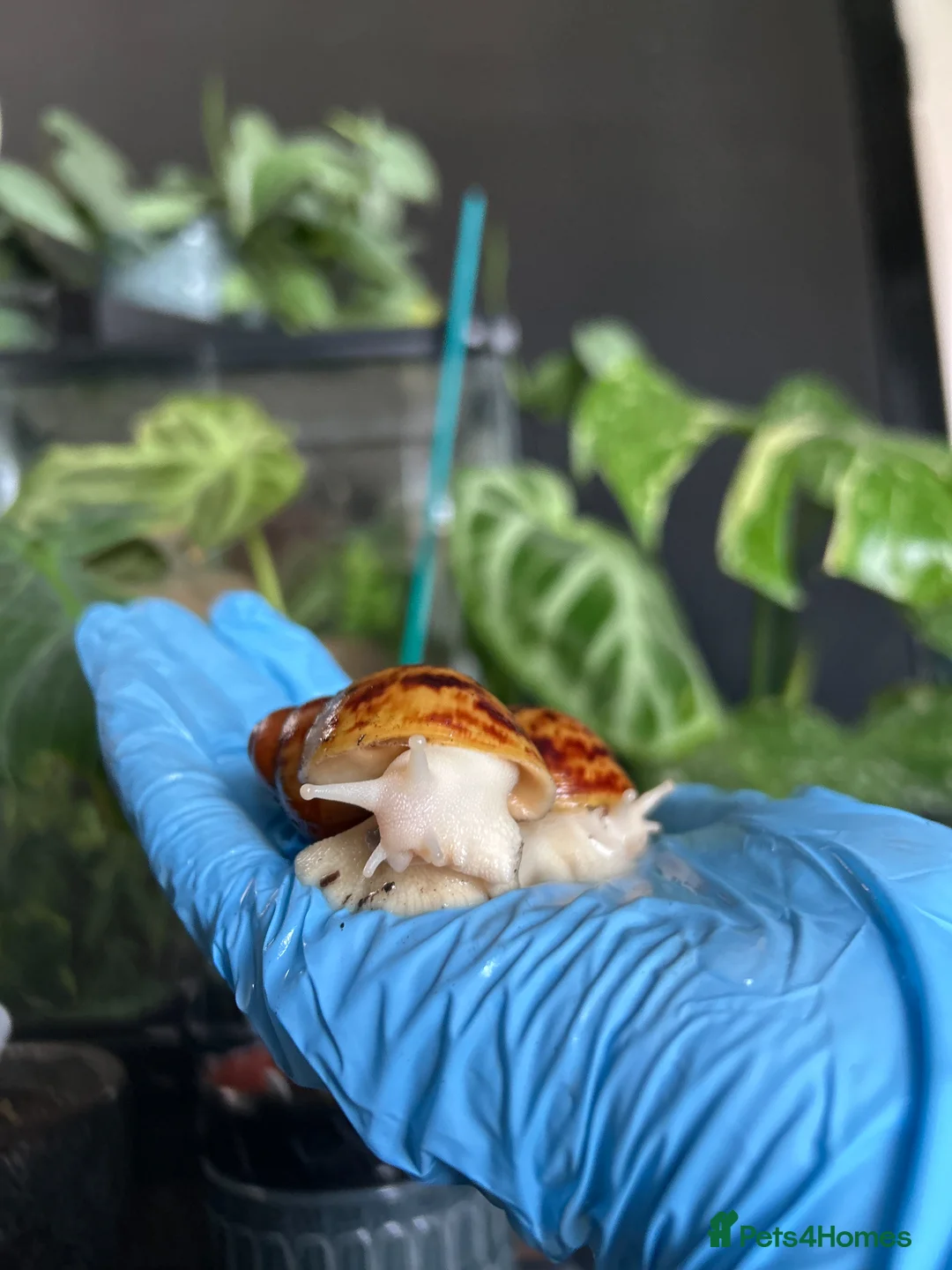 Mixed Breed invertebrates for sale: Slugs & Snails For Sale 🌿 - Advert 2