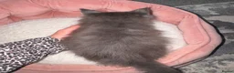 Maine Coon cats for sale: Beautiful Maine Coon Kittens - Advert 13