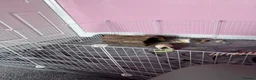 Guinea Pig rodents for sale: 2 x male guinea pigs in Dunfermline - Advert 5