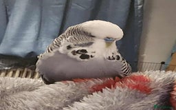 Budgerigars birds for sale: 4 Mixed Male Budgies For Sale - Image 6
