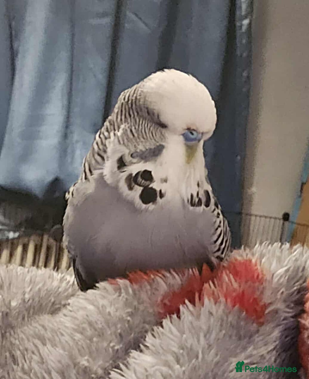 Budgerigars birds for sale: 4 Mixed Male Budgies For Sale - Image 6