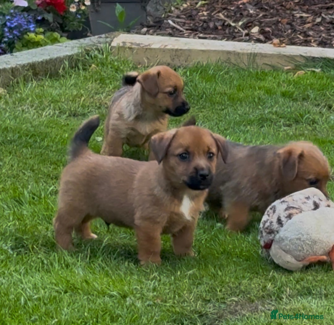 Mixed Breed dogs for sale: Beautiful Norfolks  - Image 12