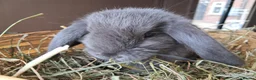 Mini Lop rabbits for sale: Baby lops in Rugeley - Advert 13