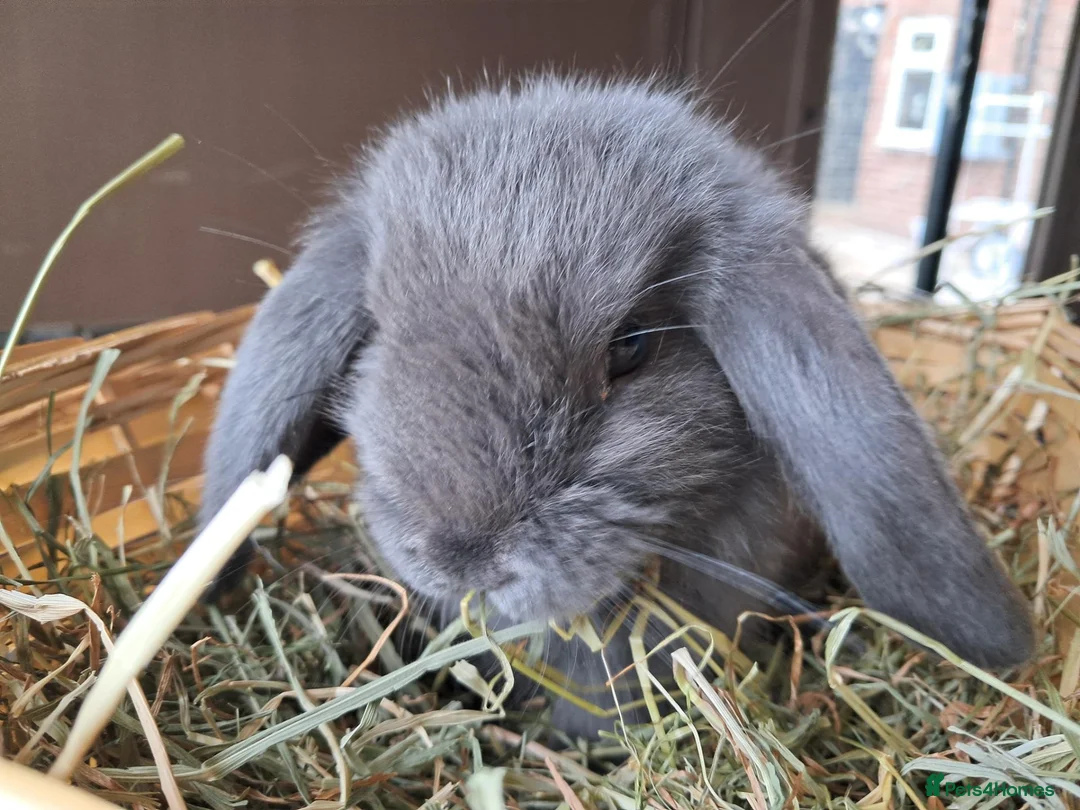Mini Lop rabbits for sale: Baby lops in Rugeley - Advert 13