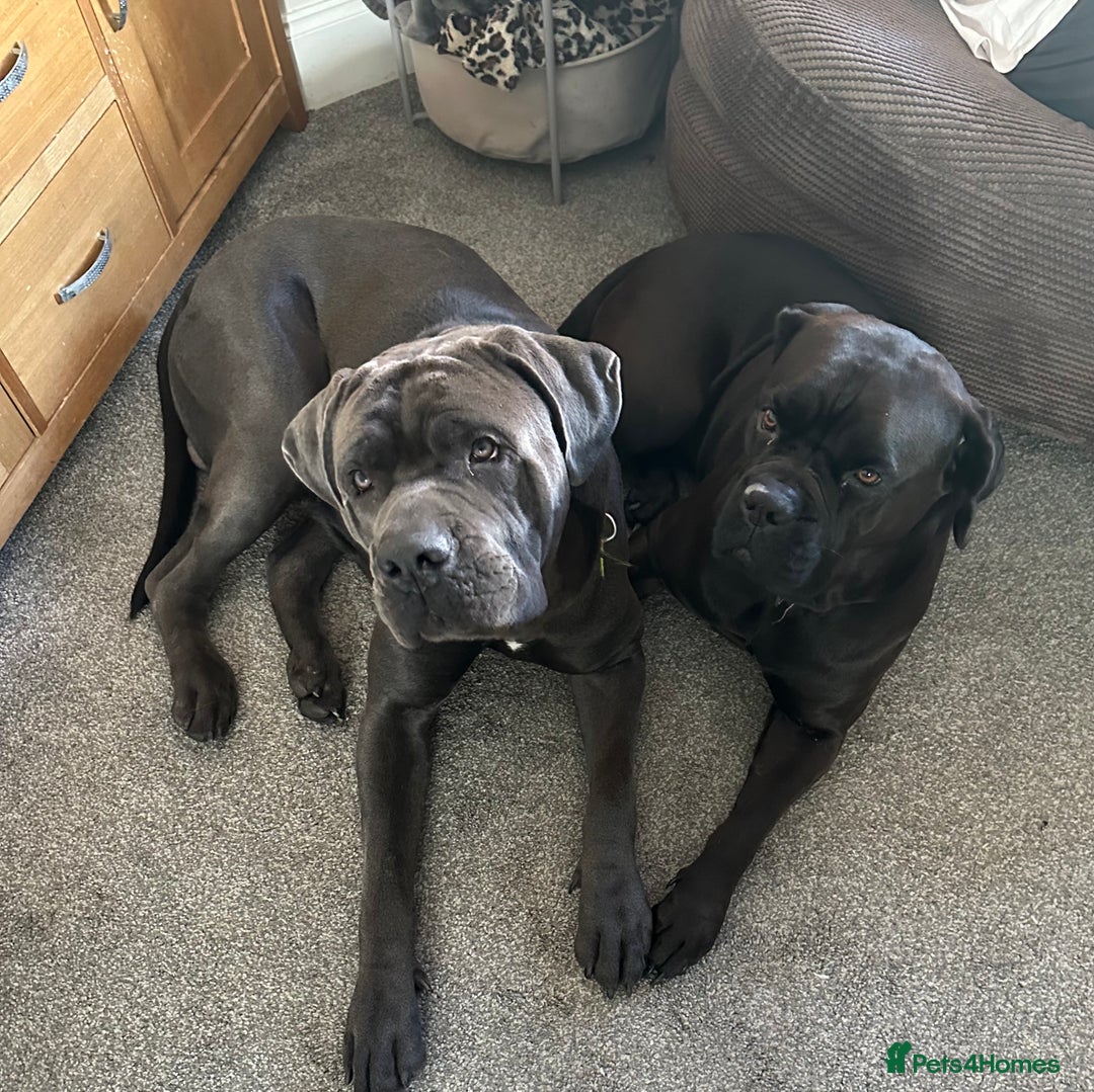 Cane Corso dogs for sale: Cane Corse Puppies - Advert 10
