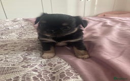 Chihuahua dogs for sale: Female Chihuahua - Image 4