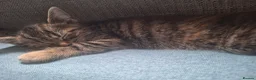 Mixed Breed cats for sale: 3 little boys and 1 girl  - Advert 31