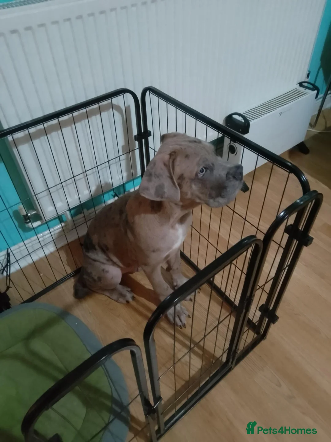 Cane Corso dogs for sale: Male Cane Corso  in London - Advert 2
