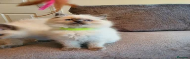 Green Collar