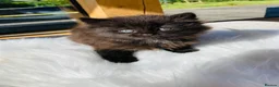 Mixed Breed cats for sale: Fluffy kittens - Advert 2
