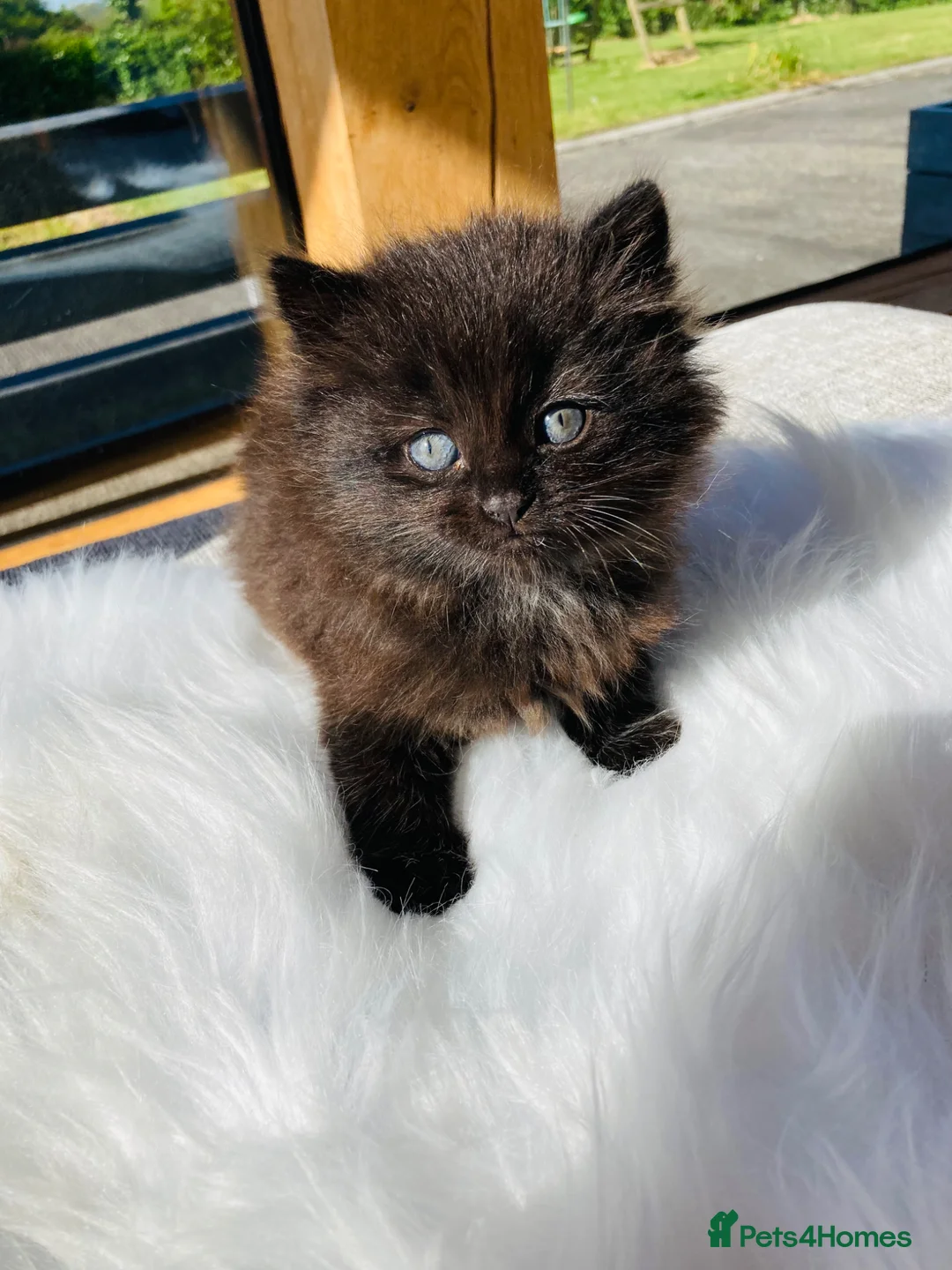 Mixed Breed cats for sale: Fluffy kittens - Advert 2