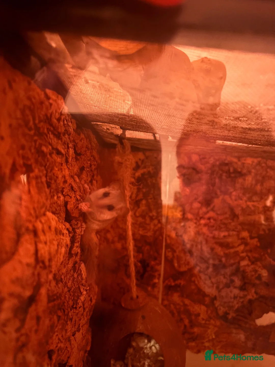 Mixed Breed rodents for sale: african pygmy doormouse+viv in Horsham - Advert 2