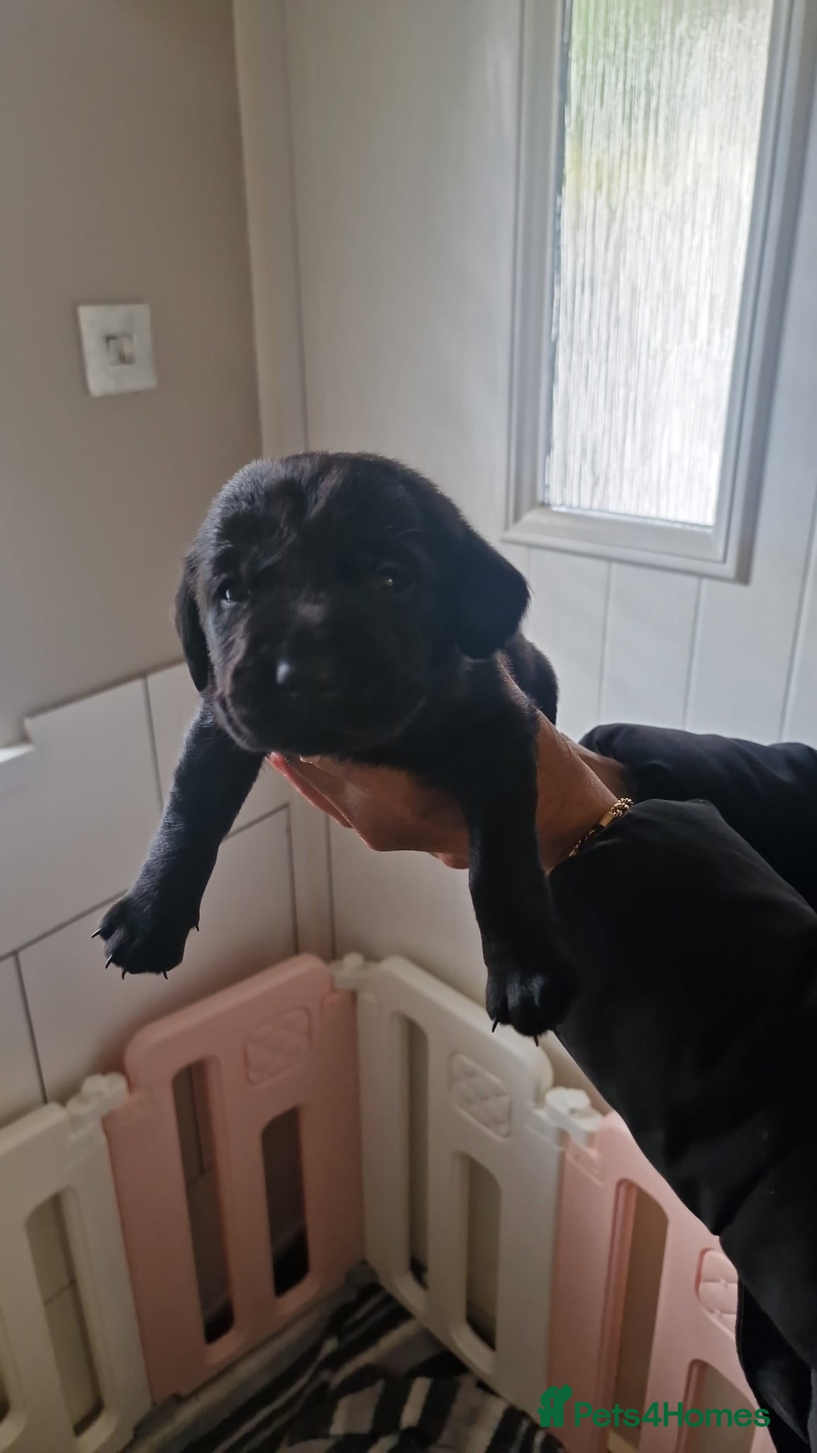 Labrador Retriever dogs for sale: Labradors for sale  - Advert 2