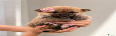 Japanese Shiba Inu 5