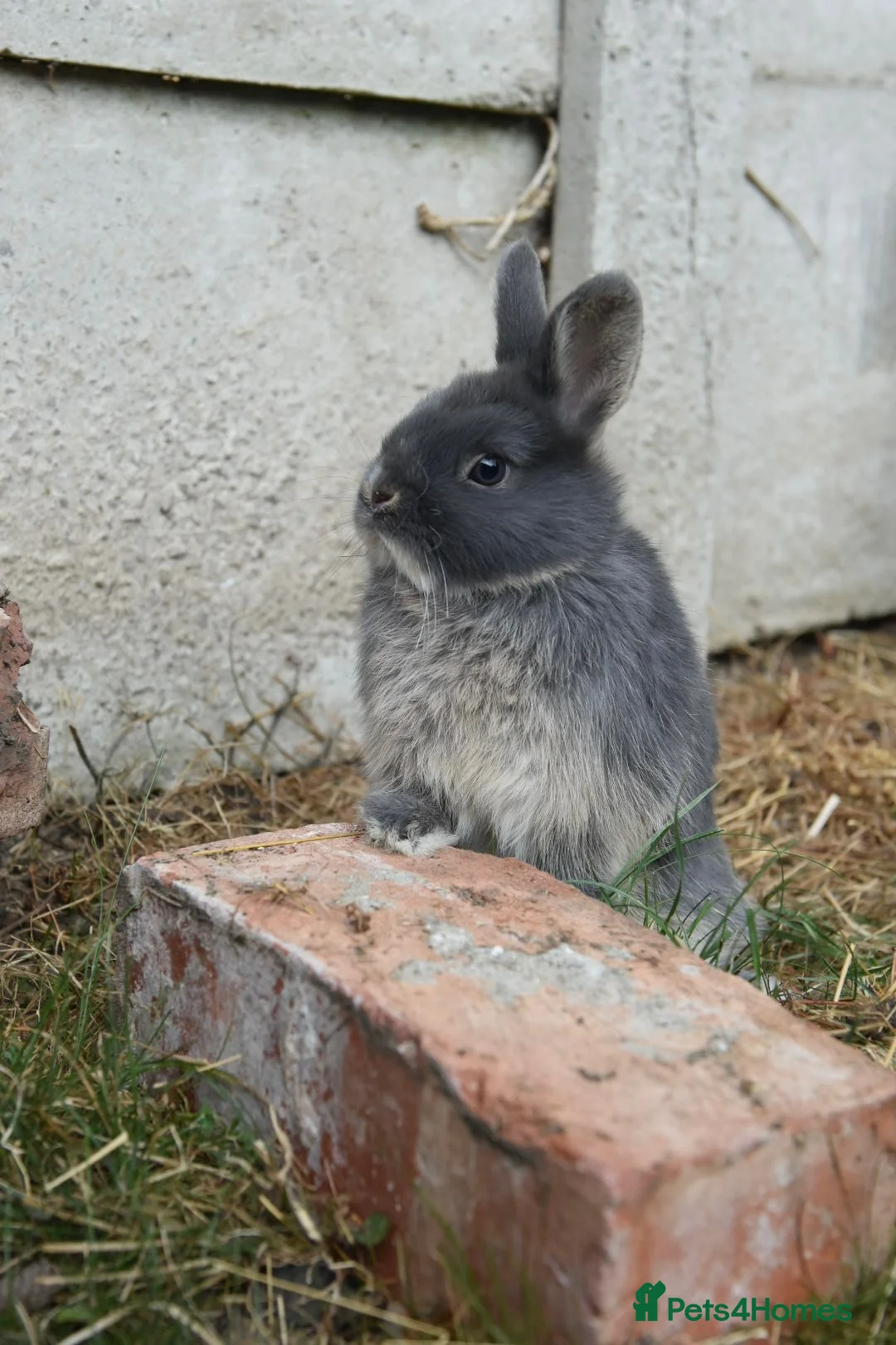 Angora rabbits for sale: ⭐️ Baby Netherland looking for new home ⭐️ - Advert 12