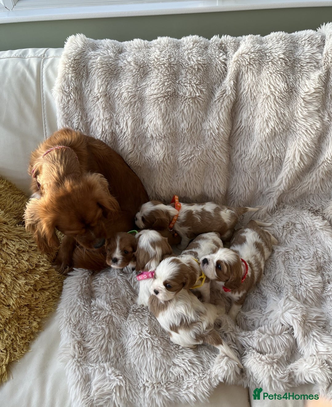 Cavalier King Charles Spaniel dogs for sale: Chocolate Carriers KC Vet Health Checked - Advert 6