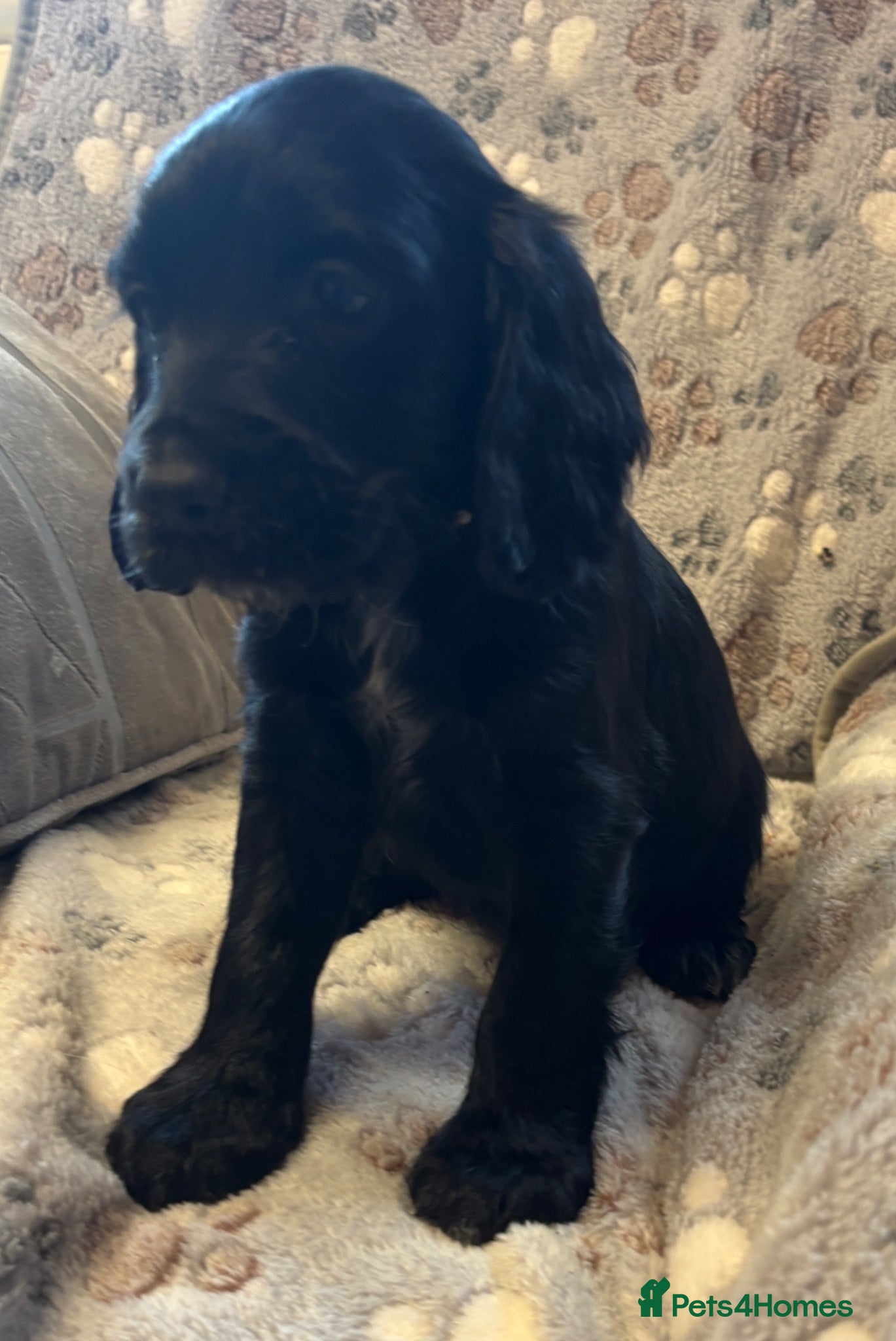 Cocker Spaniel dogs Stunning KC Registered Cocker Spaniel Puppies - Advert 2