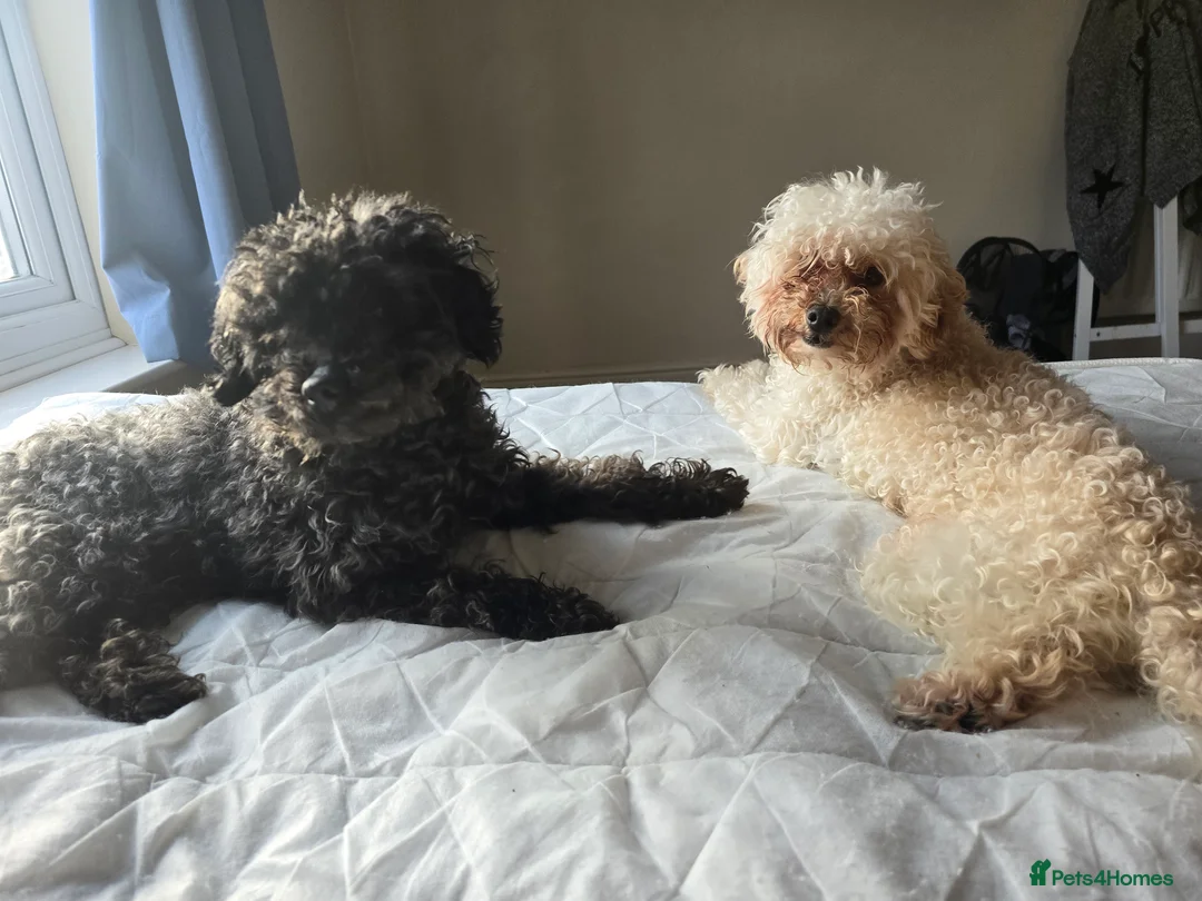Toy Poodle dogs for sale: Female toy poodle for sale  - Advert 3