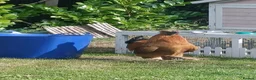 Chickens poultry for sale: Silkie cockerels  in Woodbridge - Advert 5