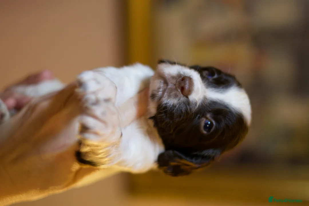 English Springer Spaniel dogs for sale: Stunning English Springer Spaniel Puppies - Advert 4