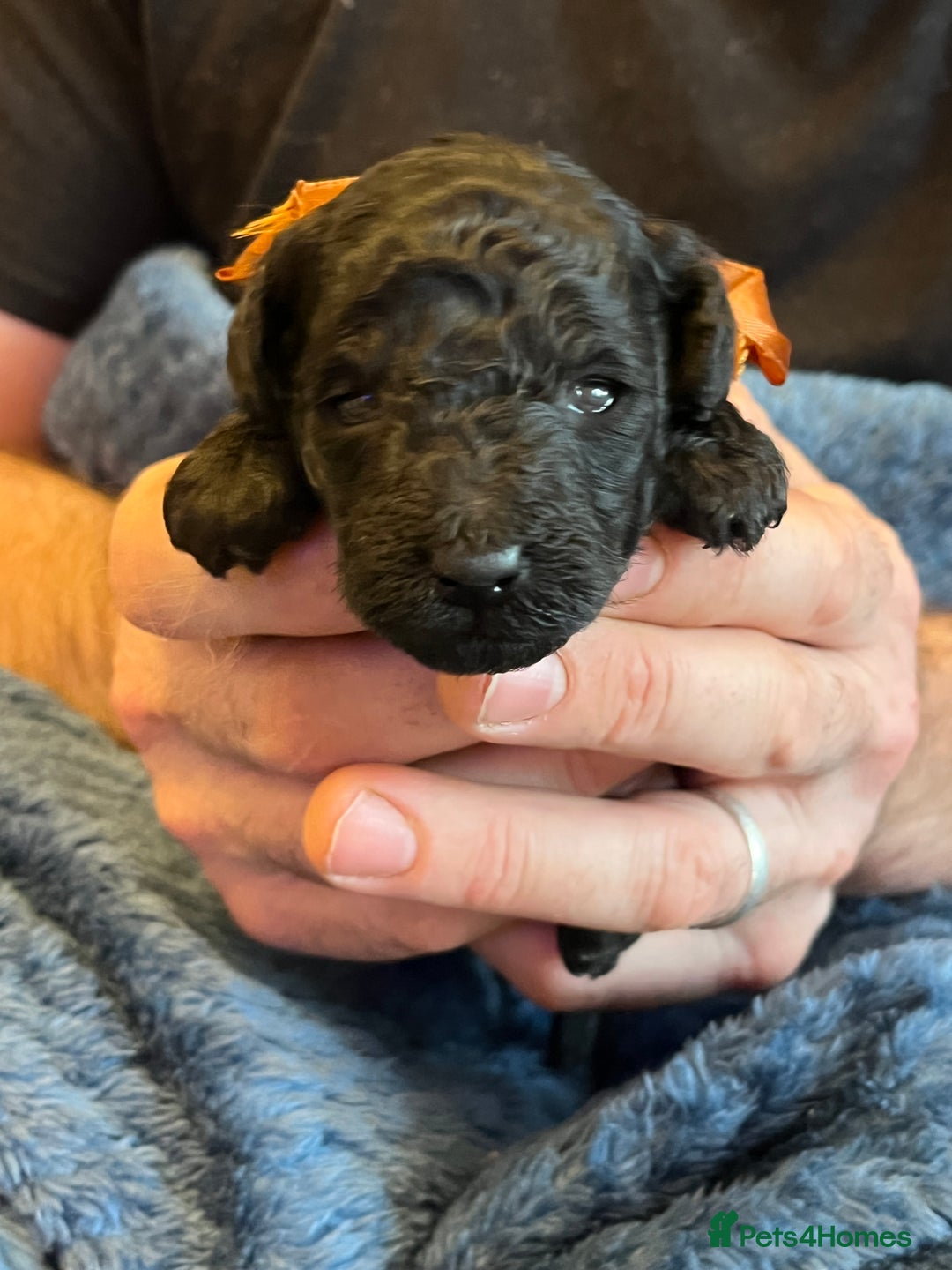 Miniature Poodle dogs for sale: Gorgeous miniature poodle pups - Image 15