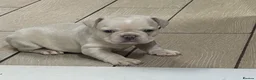 French Bulldog dogs for sale: Frenchie puppies  - Advert 2