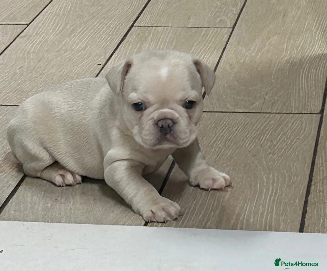 French Bulldog dogs for sale: Frenchie puppies  - Advert 2