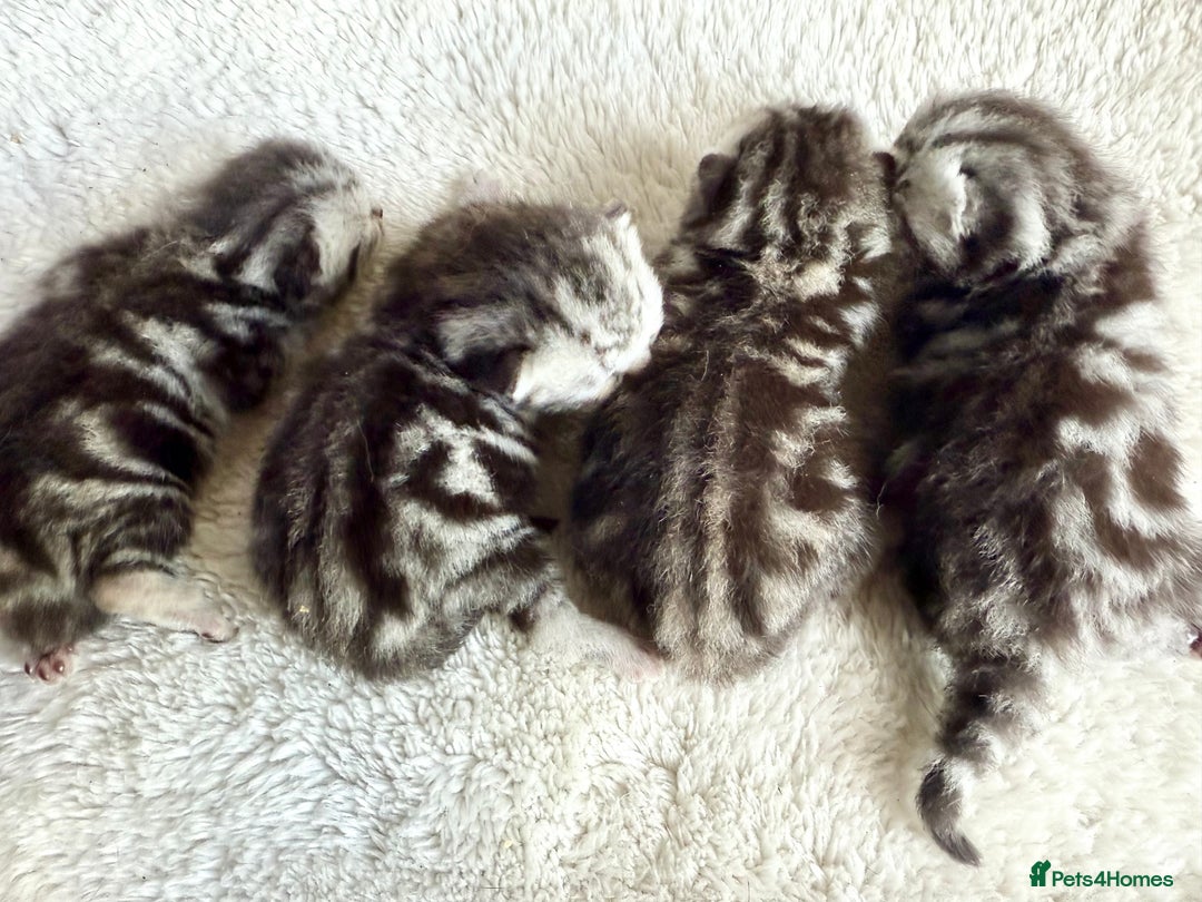 British Shorthair cats for sale: GCCF Rare Show Quality BSH Silver Tabby Kittens - Image 32