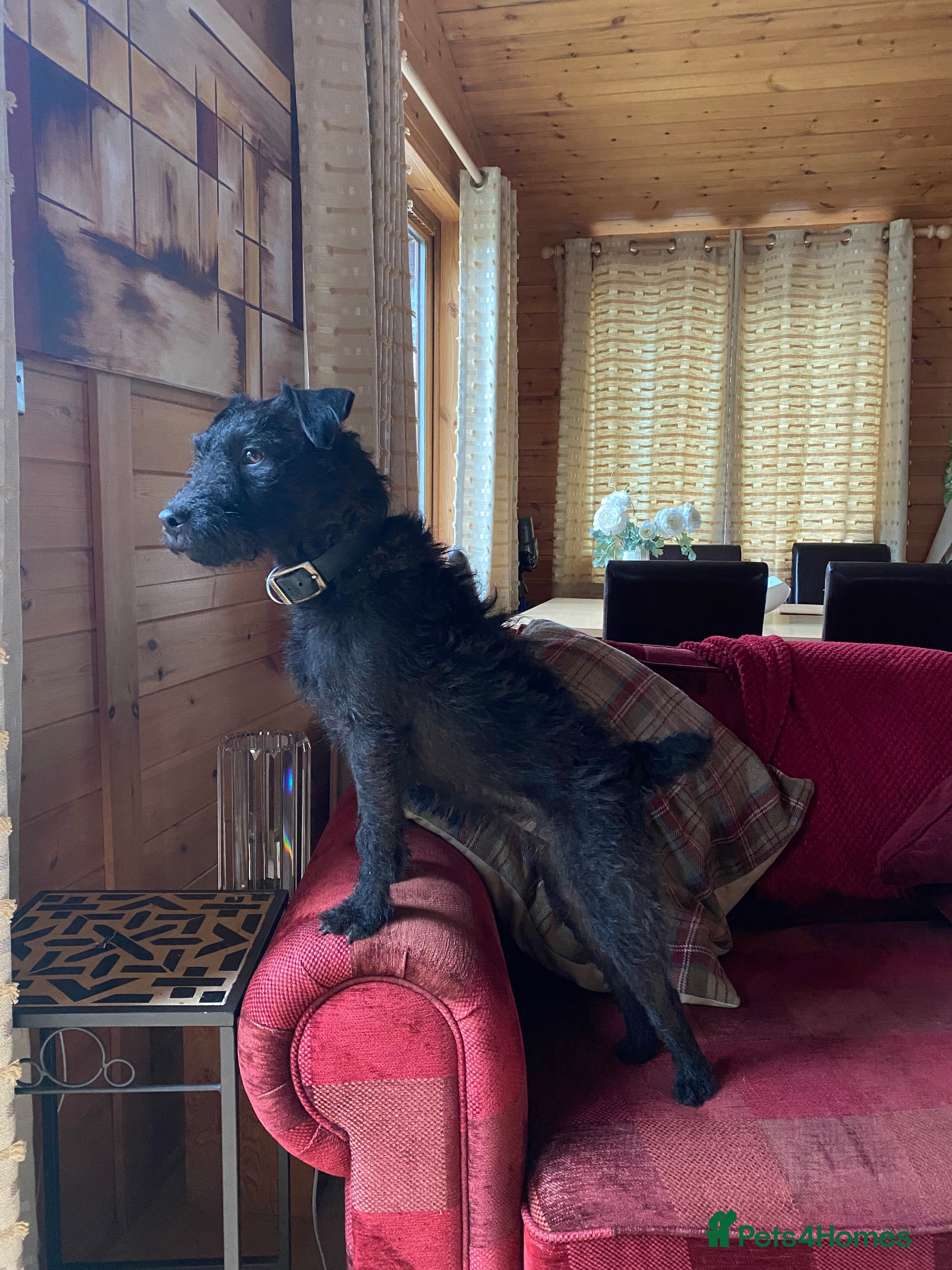 Patterdale Terrier dogs Patterdale bitch 4 yr old genuine reason for sale - Advert 6