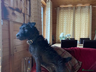 Patterdale Terrier dogs Patterdale bitch 4 yr old genuine reason for sale - Advert 3