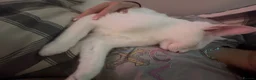 Maine Coon cats for sale: Gorgeous boy  - Advert 4