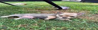 Chihuahua 2