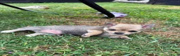 Chihuahua dogs for sale: 🌸Beautiful Chihuahua Puppies 🌸 - Advert 13