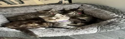 Maine Coon cats for sale: Maine coon kittens  - Advert 30