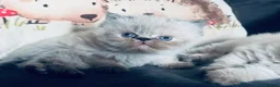 Himalayan cats for sale: Stunning Himalayan Persians - Advert 10