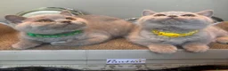 British Shorthair cats for sale: GORGEOUS British Short Hair Kittens - Advert 14
