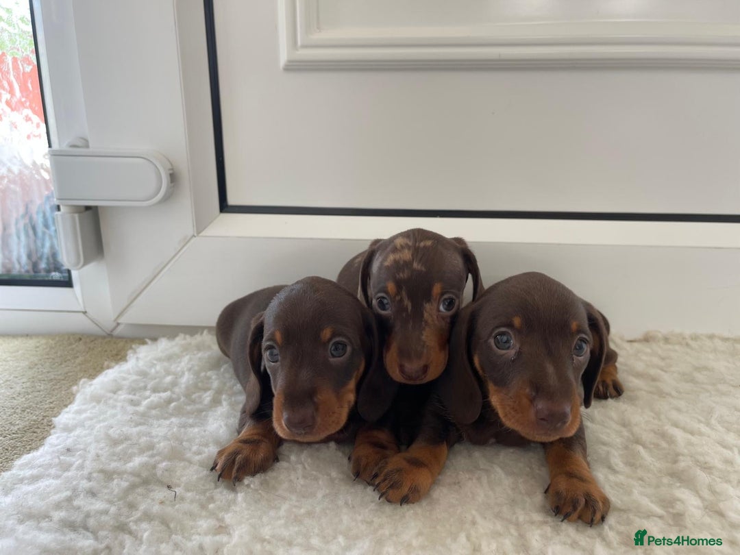 Miniature Dachshund dogs for sale: Miniature dachshund - Image 6